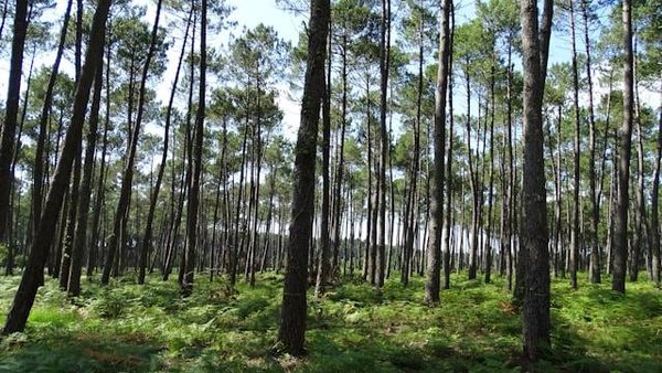 Top 5 des Meilleurs Emplacements de Camping à Soustons pour un Séjour Locatif Inoubliable