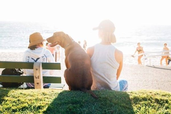 Les meilleurs campings où les chiens sont les bienvenus
