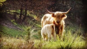 découvrir parc animaux en Corrèze